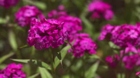 View of Turkish courses cloves Stock-Footage 56889253