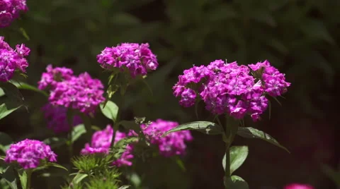 View of Turkish courses cloves. Stock Footage 56890411