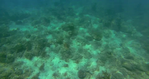 A view of a turtle from above Stock Footage 42879405