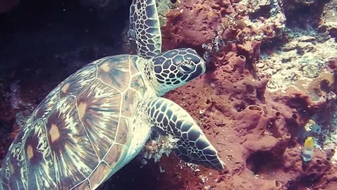 View of turtle undersea Video stock 243327246