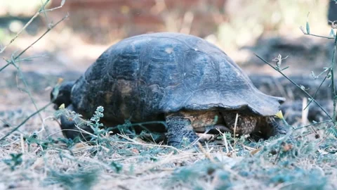 View of turtle walking slowly in Athens, Greece. Stock Footage 150841141