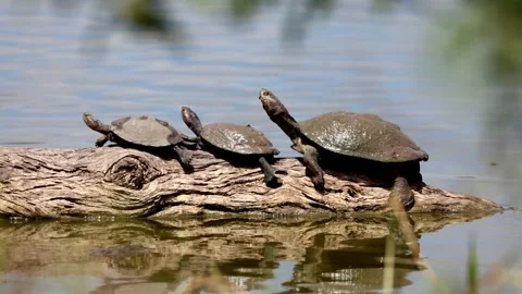 View of turtles sunbathing on a log in Kruger National Park, South Africa. 스톡 동영상 333520974