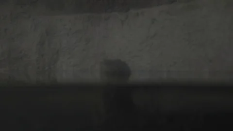 View of  Turtles under the water Stock Footage 108793670