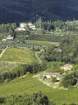 View of a tuscan vinyard Stock Photos