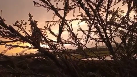 A view of the twilight sky with tree branches. Stock Footage 323377653