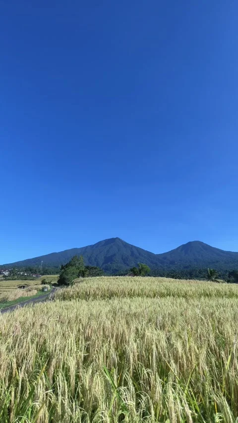 View of Twin Mountains and Rice Field with Large Copy Space in Bali Stock Footage 336696375