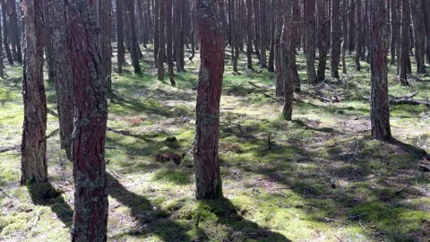 A view of twisted pine trunks in the Dancing Forest in summer Stock Footage 310517931