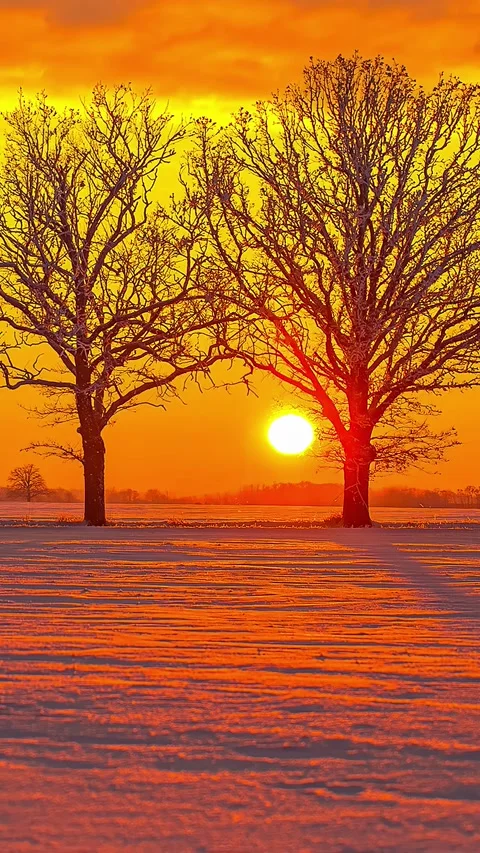 View of two bare trees in a snowy field, Latvia. Vídeo Stock 339901555