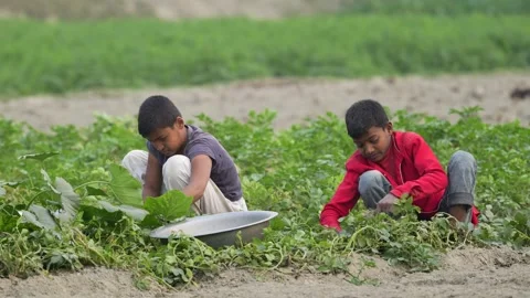 View of two boys harvesting crops in a field, Bangladesh. Video stock 335586290
