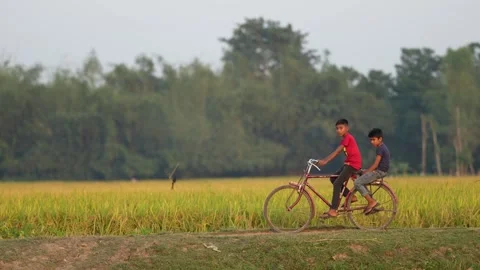 View of two boys riding a bicycle past a rice field, Bangladesh. Video stock 334979931