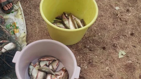 View of two buckets with fish caught during fishing. Man's hands unravel fish Stock Footage 144322311
