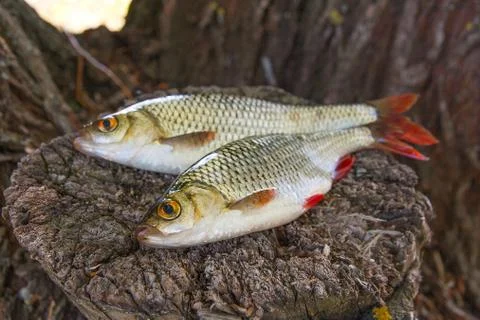 View of two common rudd fish on natural vintage wooden background.. Stock Photos