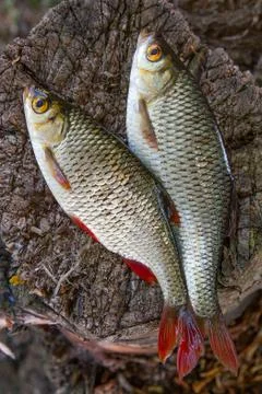 View of two common rudd fish on natural vintage wooden background.. Stock Photos