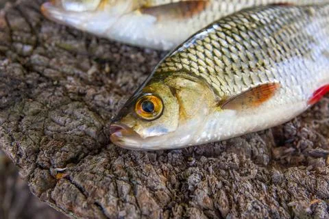 View of two common rudd fish on natural vintage wooden background.. Stock Photos