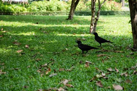 View of two crows over a green grass field with brown leaves Stock Photos