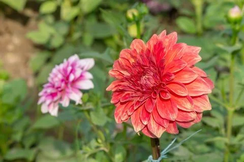 View Of Two Different Color Daisy Flower In The Park In Horizontal Frame Stock Photos