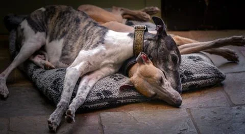 View of two dogs lying and sleeping Stock Photos
