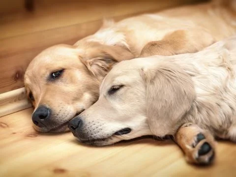 View of two dogs lying Stock Photos