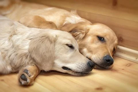 View of two dogs lying Stock Photos