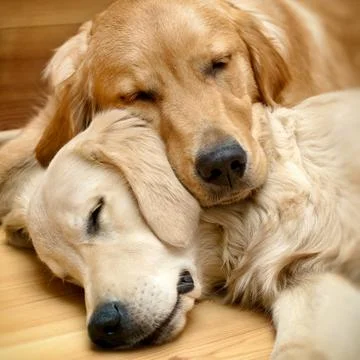 View of two dogs lying Stock Photos