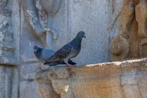 View at two doves drinking water on classic fountain Stock Photos