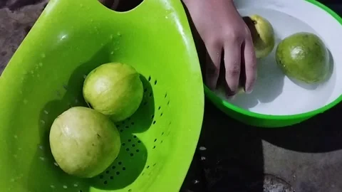 View of two drained red crystal guavas Stock Footage 229251898