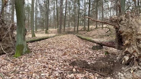 View Of Two Fallen Trees  After Whirlwind With Roots From Mud. Winter No Snow. Stock Footage 264141637