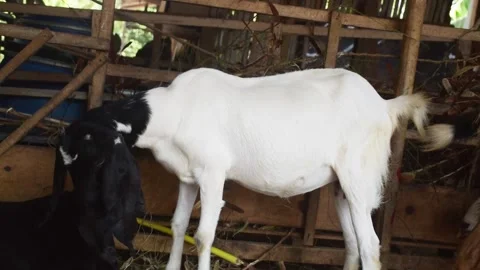 View of two goats chewing their animal food while looking at the camera Stock Footage 303871326