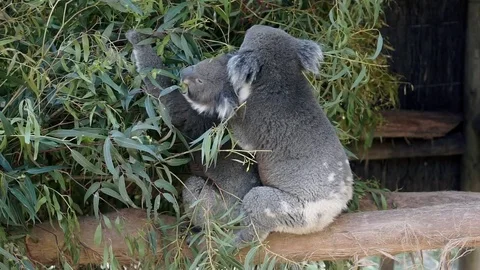 View of two koalas on a tree eating eucalyptus leaves Video stock 73095367