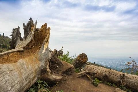 This view of two large beaver chewed tree stumps and felled trees with blue s Stock Photos