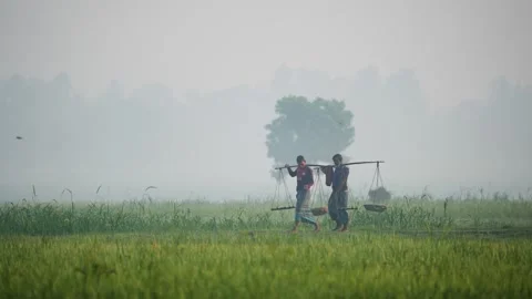 View of two men carrying shoulder poles through misty fields, Bangladesh. Stock Footage 335589375