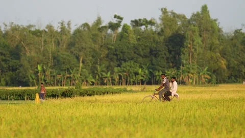 View of two men riding a bicycle through a rice field, Bangladesh. Video stock 334979143