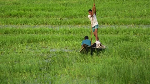 View of two people in a boat in a flooded green field, Bangladesh. 스톡 동영상 334981152