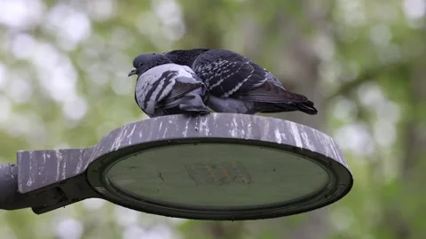 View of two pigeons perched on a street lamp in France. Video stock 333524703