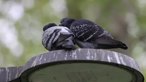 View of two pigeons perched on a street lamp in France. 스톡 동영상 333524726