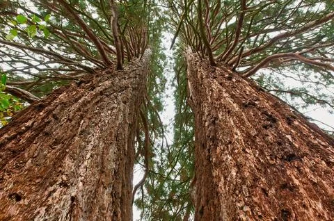 Up view of a two Pine trees 스톡 사진