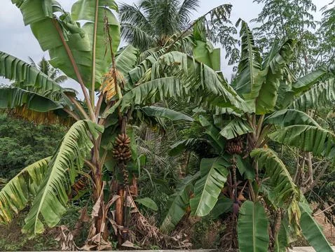 View of a two red or pink banana tree Stock Photos