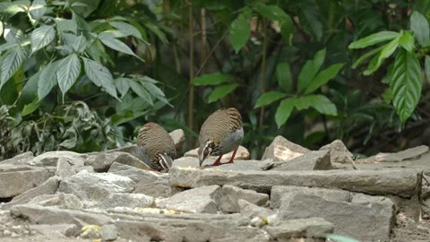 View of two rufous throated partridges foraging on rocky ground in the forest, Vídeos de archivo 335764880