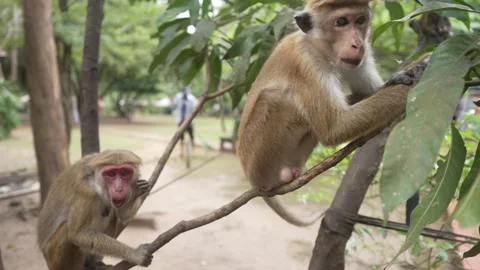 View of two toque macaque monkey‚Äôs (Macaca sinica) near Lion Rock, Ancient Stock Footage 341872699