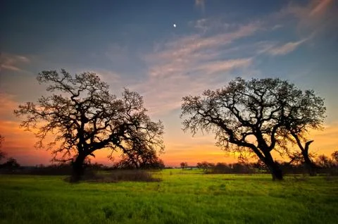View of two trees that seem to stretch to each other Stock Photos