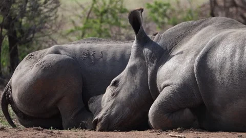 View of two white rhinoceroses resting in Kruger National Park, South Africa. Stock Footage 333520885