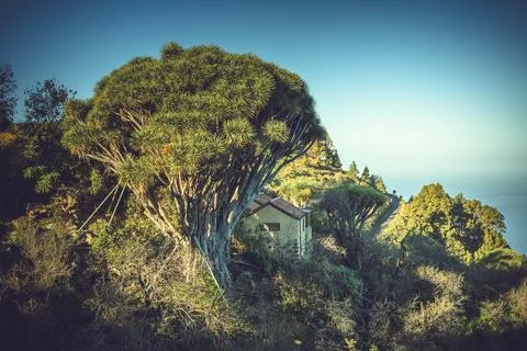 View on typical dragon tree, nature and surroundings with cozy house in Bur.. Stock Photos