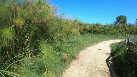 View of the typical plants Stock Footage 145752293