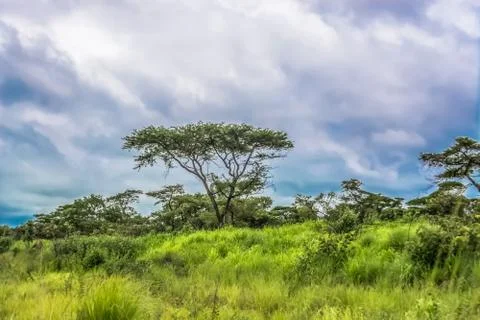 View with typical tropical landscape, trees and other types of vegetation Stock Photos