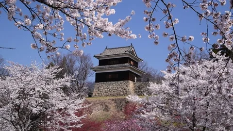 View of Ueda Castle with cherry blossoms, Nagano Prefecture, Japan Stock Footage 143894897