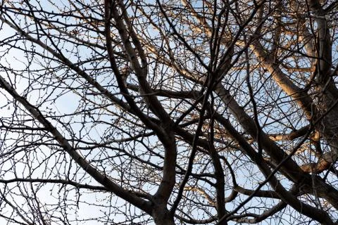 View from under, the branches of the fall leaves tree, the sky backdrop in To Foto stock