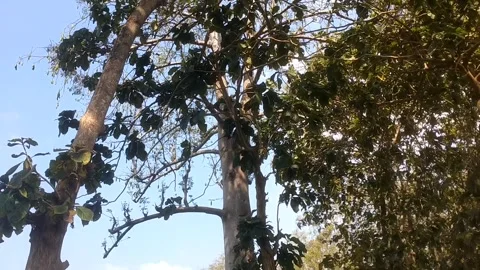 View under a clear sky Stock-Footage 337880127