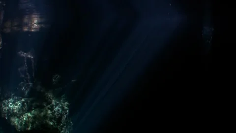 View from under clear water to trees and tree roots and ray of suns in cenotes. Video stock 119114850