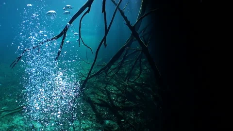 View from under clear water to trees and tree roots and ray of suns in cenotes. Видео 149579771