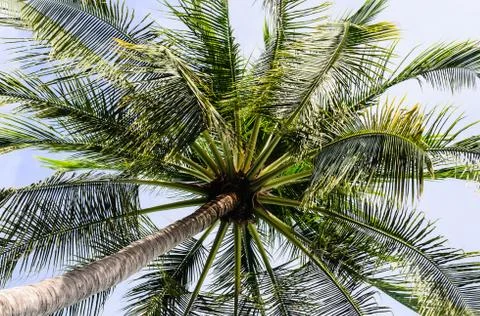 View under coconut tree Stock Photos